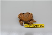 藏品(肉球皺蟹)的圖片